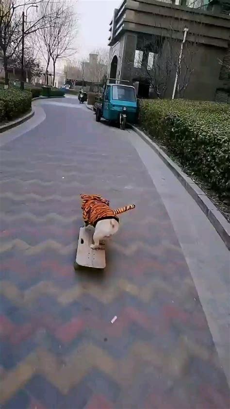 Skateboarding dog having fun : r/misc