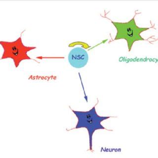 The Neural Stem Cell Lineage A Neural Stem Cell NSC Light Blue Is