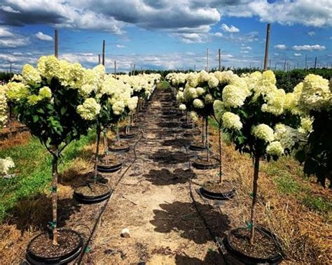 Hydrangea Paniculata Limelight™ Hydrangea Limelight™ Tree Form From Kankakee Nursery