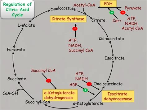 Krebs Cycle Citric Acid Cycle High Yield Notes With Mnemonics Medicomaestro