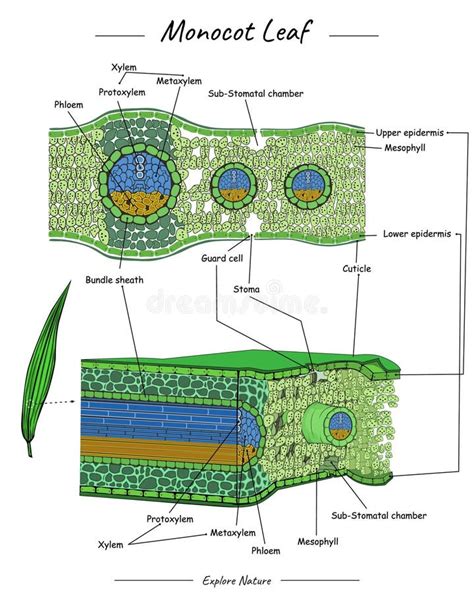 Monocot Leaf Structure or Anatomy Stock Vector - Illustration of structure, roots: 291093618