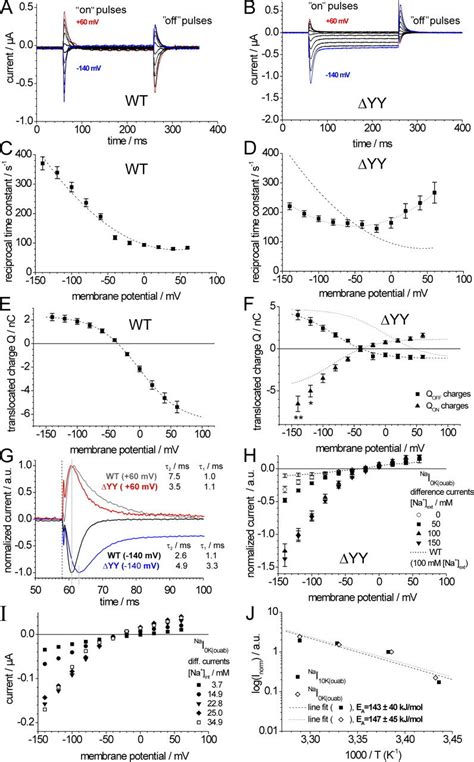 Properties Of Transient Currents And Hyperpolarization Induced Inward