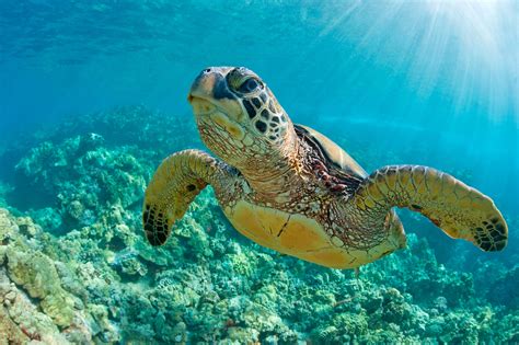 Every single species of sea turtle has microplastics in its stomach