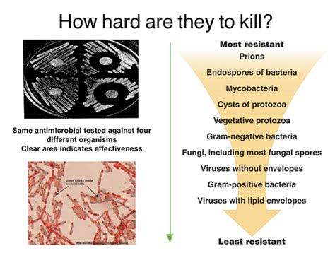 Microbio Lecture Exam 3 Flashcards Quizlet