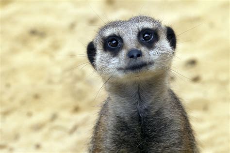 Memphis Flyer | Meerkat Manners