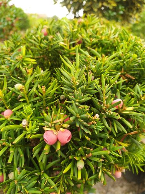 Taxus Media Hicksii Fruchtende Bechereibe Gartenfachbetrieb