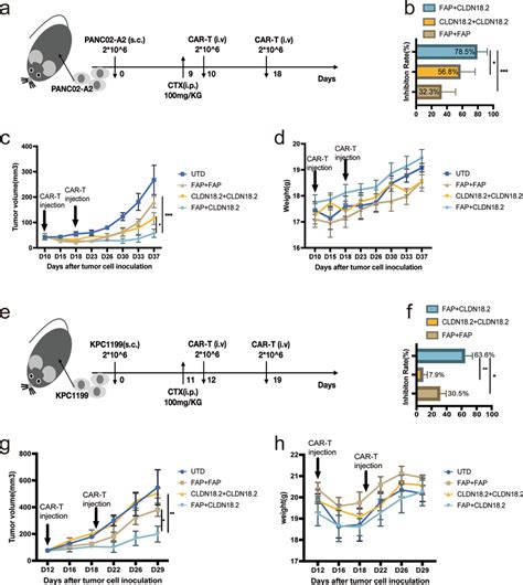 Sequential Therapy Of Fap Targeted And Cldn182 Targeted Cells