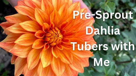 Pre Sprouting Dahlia Tubers Youtube