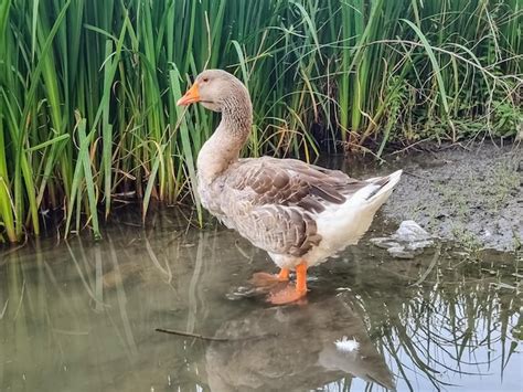 Premium Photo Side View Of A Large Dewlap Toulouse Goose Walking