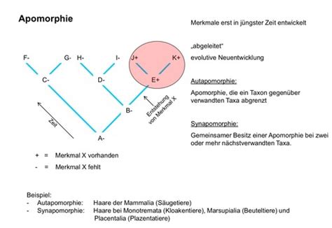 Evolution: Erstellung phylogenetischer Stammbäume Flashcards | Quizlet