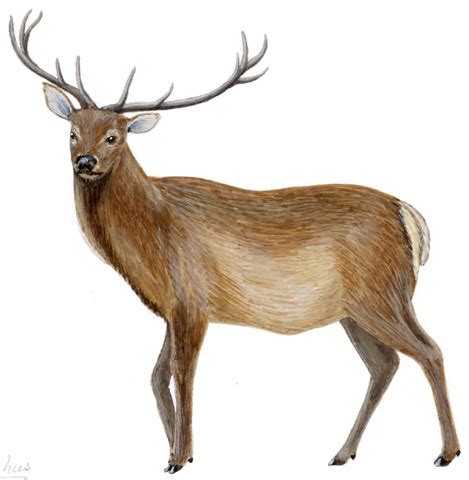 ADW: Cervus_elaphus.jpg