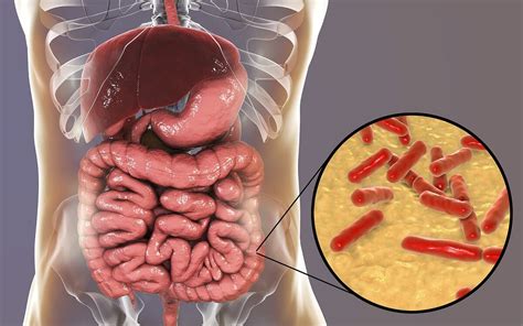 C Mo Saber Si La Flora Intestinal Est Da Ada Mejor Con Salud