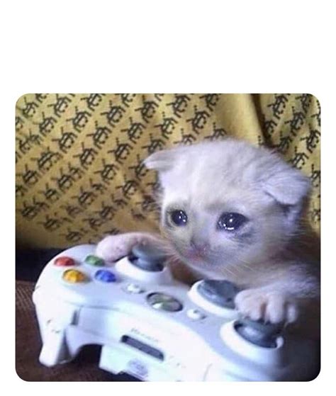 Sad Cat Playing Video Games Template Rmemetemplatesofficial