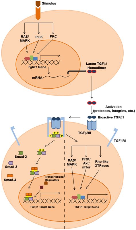 Dysregulation Of Tgf Activity In Cancer And Its Influence On The