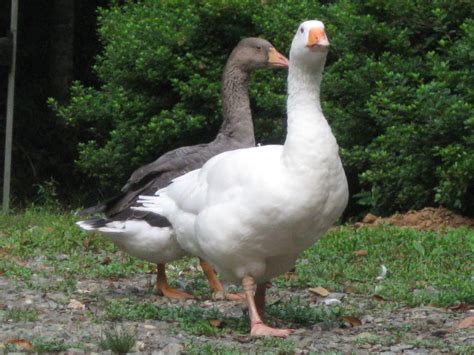 Toulouse Geese Thread