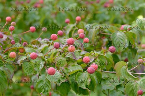 Images Cornus Kousa Satomi Images De Plantes Et De Jardins