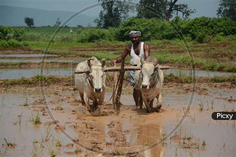 Image Of Indian Farmer Ploughing Agricultural Field With Bullocks In