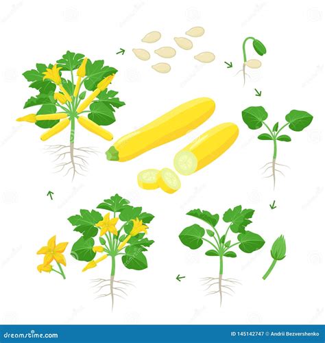 Squash Growing Stages