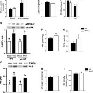 Contraction Mediated Glucose Uptake And Function In Soleus Muscles Of