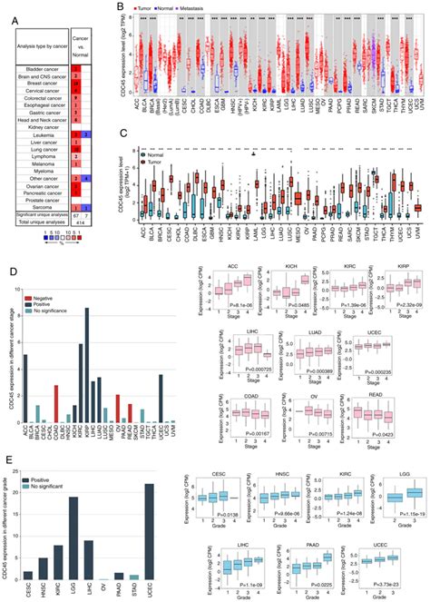 Systematic Pancancer Analysis Identifies Cdc As Having An Oncogenic