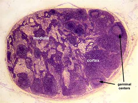 Lymph Nodes Histology Diagram