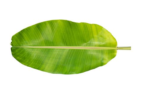 Green Banana Leaf Isolated On White Background Png