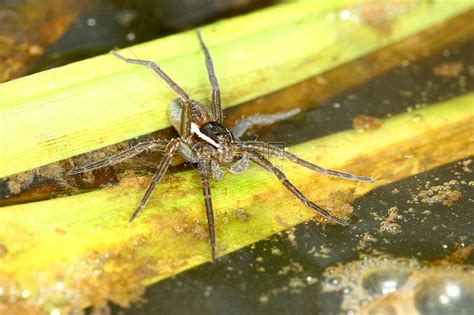 六点蜘蛛生物学动物食肉生态海卫沼泽野生动物昆虫昆虫学湿地高清图片下载 正版图片320482856 摄图网