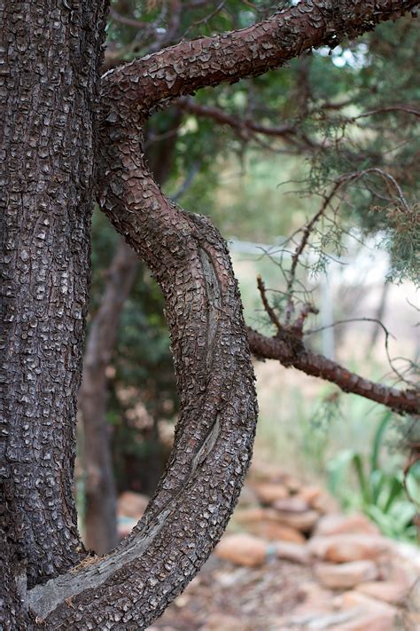 Free Images Tree Nature Forest Branch Wood Leaf Flower Trunk