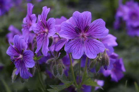 Como Cultivar A Planta Violeta E Ter As Flores Mais Lindas Veja Os