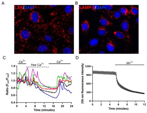 Ijms Free Full Text Trpml1 Induced Lysosomal Ca2 Signals Activate