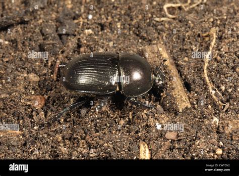 Dung Or Dor Beetle Or Lousy Watchman Geotrupes Stercoreus On Soil