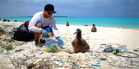 ¿cómo Podemos Combatir La Contaminación Del Plástico En La Vida Marina