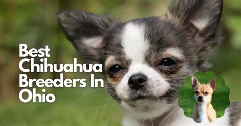 17 Best Chihuahua Breeders In Ohio Read This First