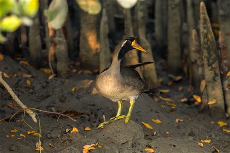 Endangered Species | Conservation India