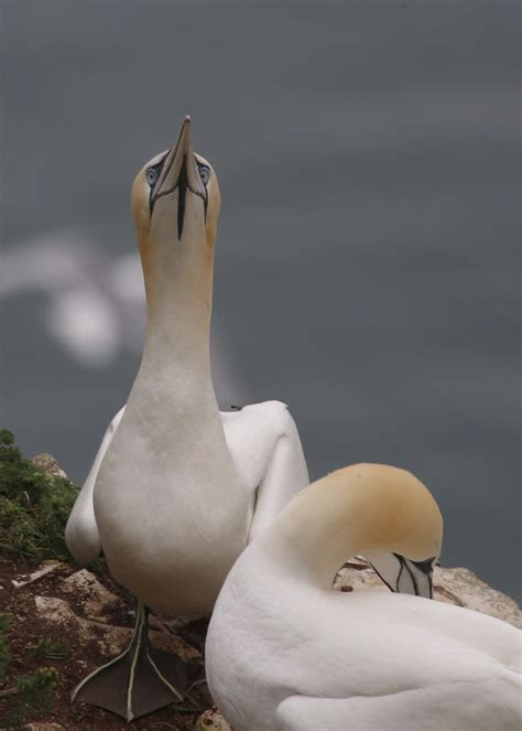 Gannet Pair Sarah Flickr