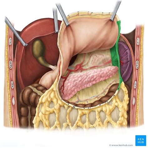 Gastrosplenic ligament (Ligamentum gastrosplenicum); Image: Esther Gollan | Human body systems ...