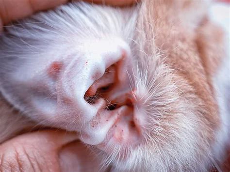 Wie erkenne ich Würmer bei Katzen Symptome und Behandlung Haustiereleben