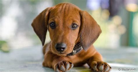 Qual o melhor remédio para dor de barriga em cachorro Patas da Casa