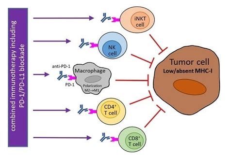 Ijms Free Full Text Pd 1pd L1 Blockade Therapy For Tumors With