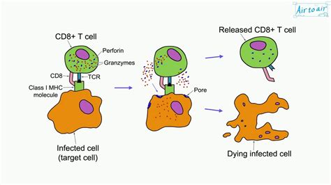 cytotoxicity (English) - Medical terminology for medical students ...