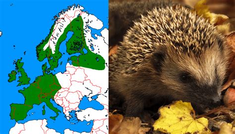 Native range of Western European hedgehog : r/2westerneurope4u