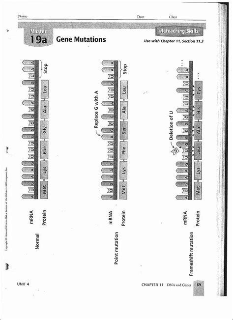 Gene And Chromosome Mutation Worksheet Pro Worksheet