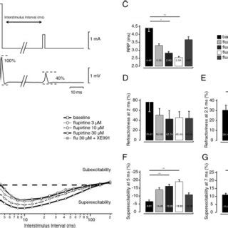 Immunohistochemistry Of Kv7 Channels In Human Sural Nerve Fascicles In