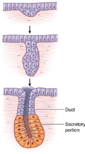 Istologia Epiteli Ghiandolari Flashcards Quizlet
