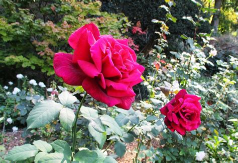 Le Jardin De La Belle Allemande Baronne Samedi