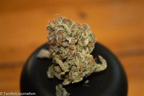 Mint Chocolate Chip Cannabis Strain Review (Feat. Fireline)