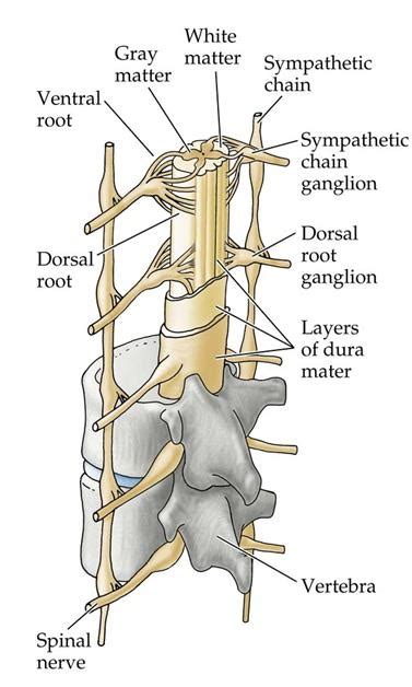 Vertebral Canal Anatomy and Contents | Bone and Spine