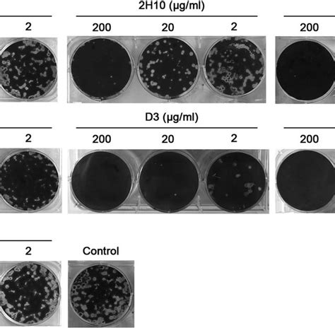 N Mabs Inhibited H N Virus Plaque Formation Mdck Cells Growing In