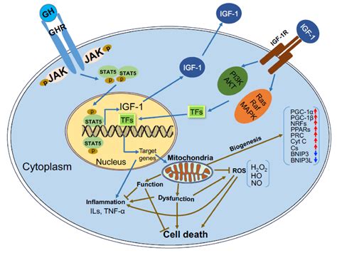 Cells Free Full Text Effects Of Gh Igf On The Aging Mitochondria