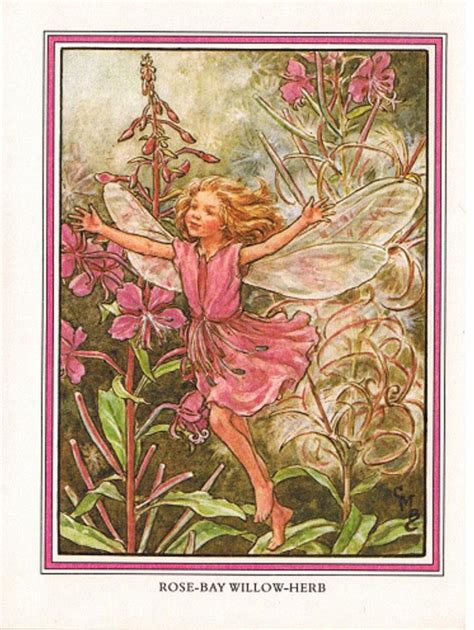 Rose Bay Willow Herb Fairy Cicely Mary Barker Illustration Etsy